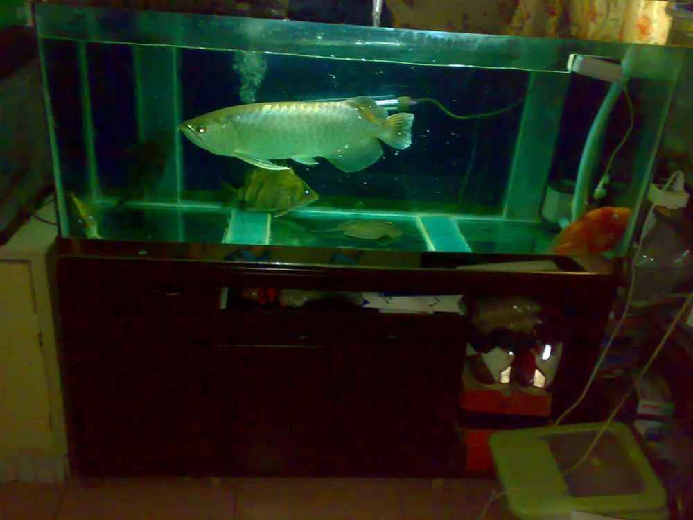 龍魚缸自制全過程（自制魚缸過濾系統(tǒng)教程，龍魚缸設(shè)計尺寸優(yōu)化方案）