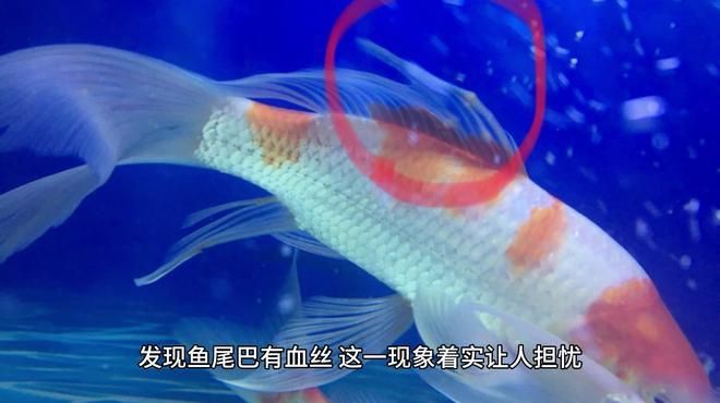 魚尾充血多久會死