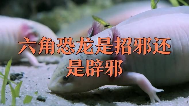 六角恐龍會替主人擋災嗎