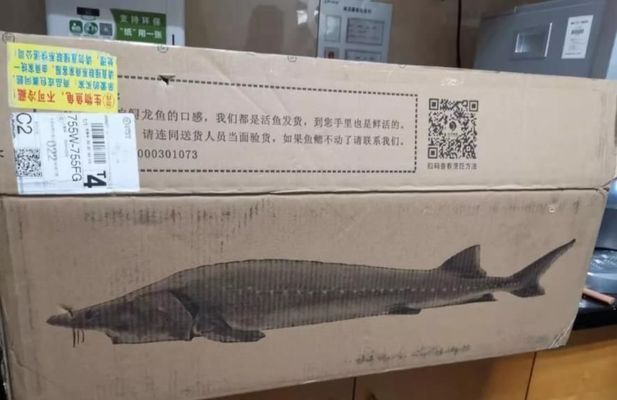 龍魚翻腮手術怎么做：龍魚快遞運輸前后如何護理