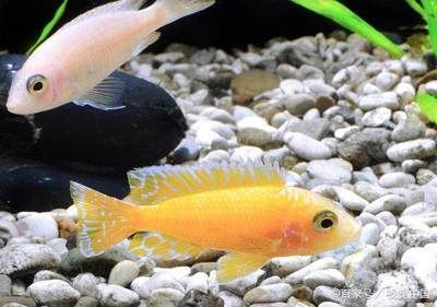 龍魚配七彩神仙怎么樣好看嗎：龍魚和七彩神仙魚可以混養(yǎng)嗎