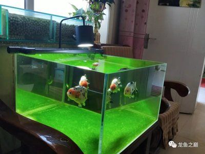 龍魚老是在缸上面游怎么回事:龍魚在魚缸頂部游動可能是因為以下幾個原因 龍魚百科 第1張 龍魚老是在缸上面游怎么回事:龍魚在魚缸頂部游動可能是因為以下幾個原因 龍魚老是在缸上面游怎么回事:龍魚在魚缸頂部游動可能是因為以下幾個原因 龍魚百科 第1張