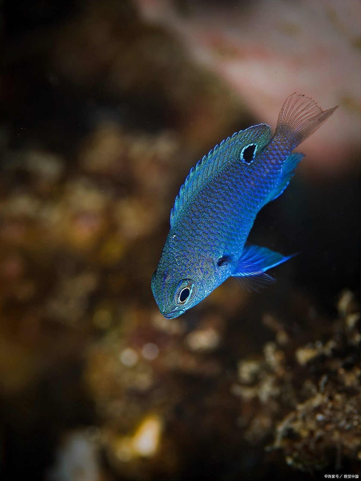 曼龍魚(yú)和孔雀魚(yú)混養(yǎng)好不好