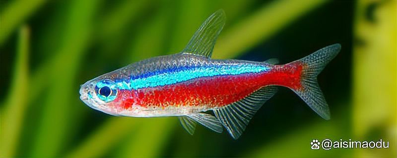 曼龍魚(yú)和孔雀魚(yú)混養(yǎng)好不好