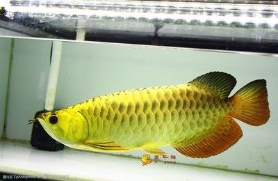 幫我看一下金龍魚照片：1.5公斤的金龍魚可以賣到18萬元，每克單價比黃金還貴