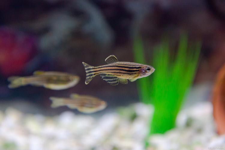 斑馬魚和龍魚能混養嗎圖片對比大全