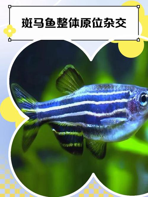 斑馬魚和龍魚能混養嗎圖片對比大全