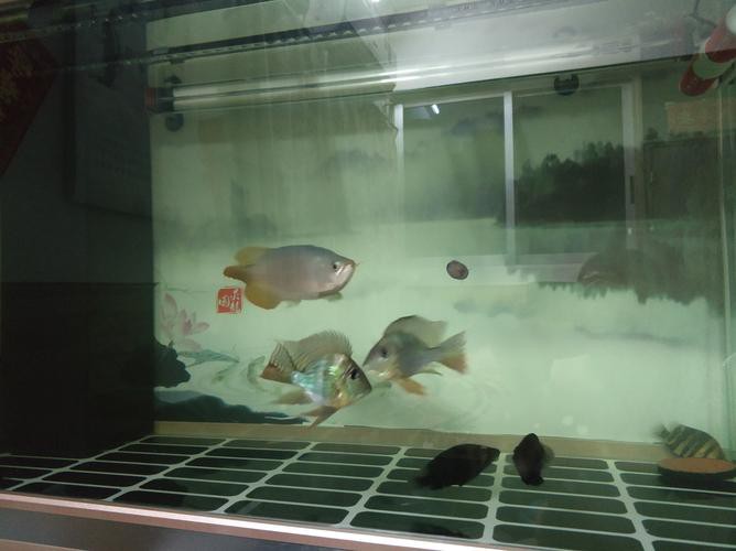 斑馬魚和龍魚能混養嗎圖片對比大全