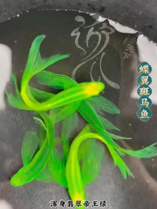 斑馬魚和龍魚能混養嗎圖片對比大全