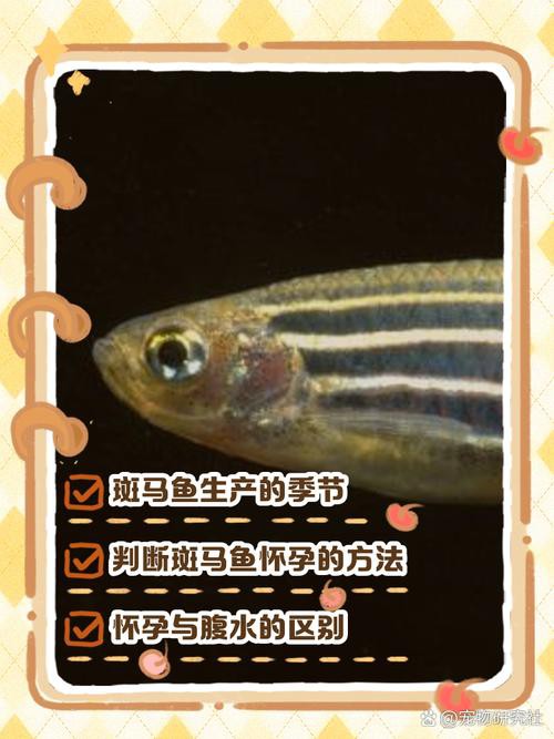 斑馬魚和龍魚能混養嗎圖片對比大全