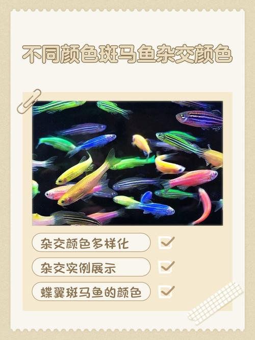 斑馬魚和龍魚能混養嗎圖片對比大全