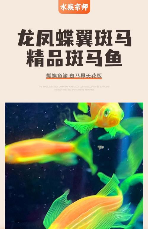斑馬魚和龍魚能混養嗎圖片對比大全