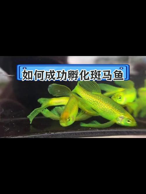 斑馬魚和龍魚能混養嗎圖片對比大全
