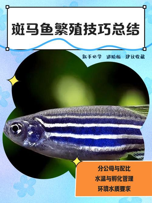 斑馬魚和龍魚能混養嗎圖片對比大全