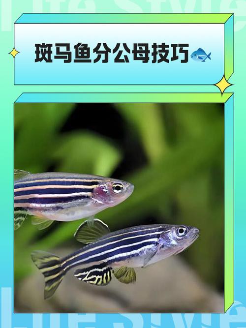 斑馬魚和龍魚能混養嗎圖片對比大全