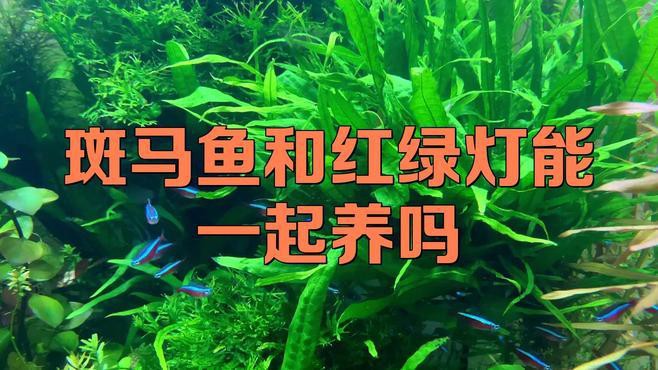 斑馬魚和龍魚能混養嗎圖片對比大全