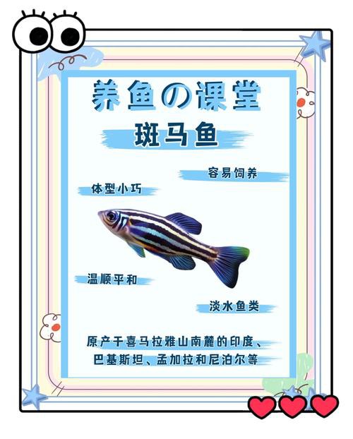 斑馬魚和龍魚能混養嗎圖片對比大全