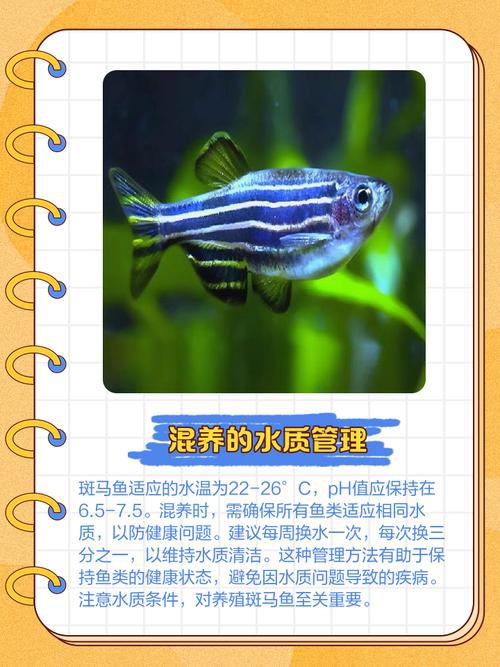 斑馬魚和龍魚能混養嗎圖片對比大全