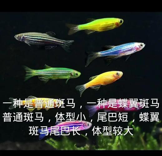 斑馬魚和龍魚能混養嗎圖片對比大全