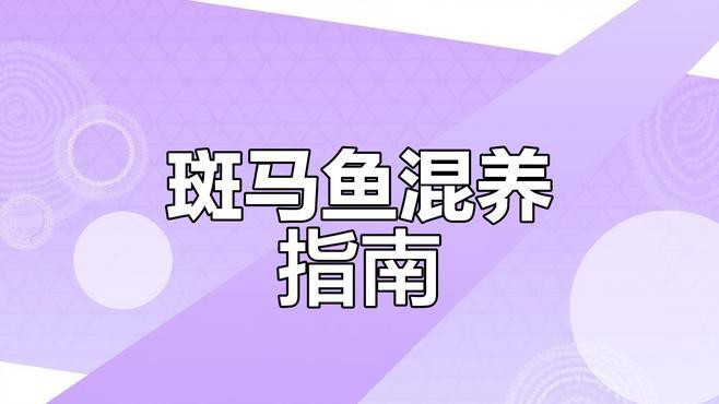 斑馬魚和龍魚能混養嗎圖片對比大全
