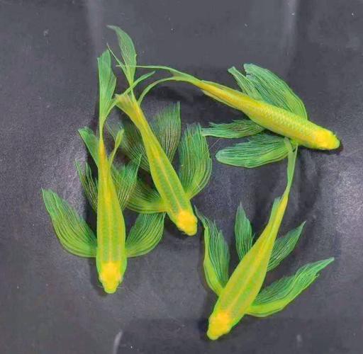 斑馬魚和龍魚能混養嗎圖片對比大全