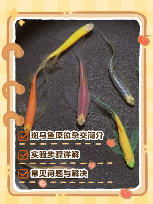 斑馬魚和龍魚能混養嗎圖片對比大全