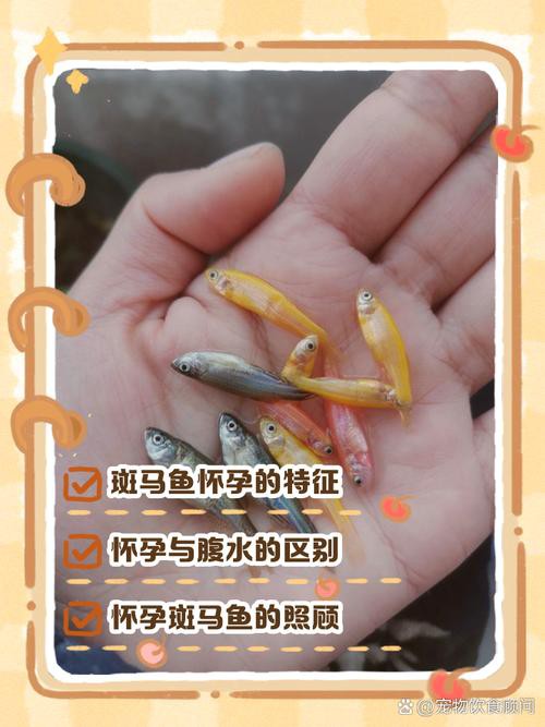斑馬魚和龍魚能混養嗎圖片對比大全