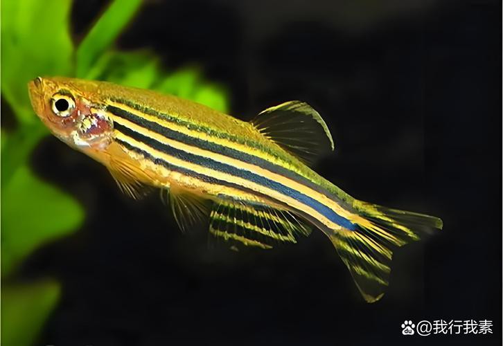 斑馬魚和龍魚能混養嗎圖片對比大全