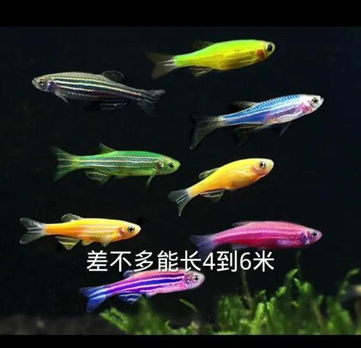 斑馬魚和龍魚能混養嗎圖片對比大全