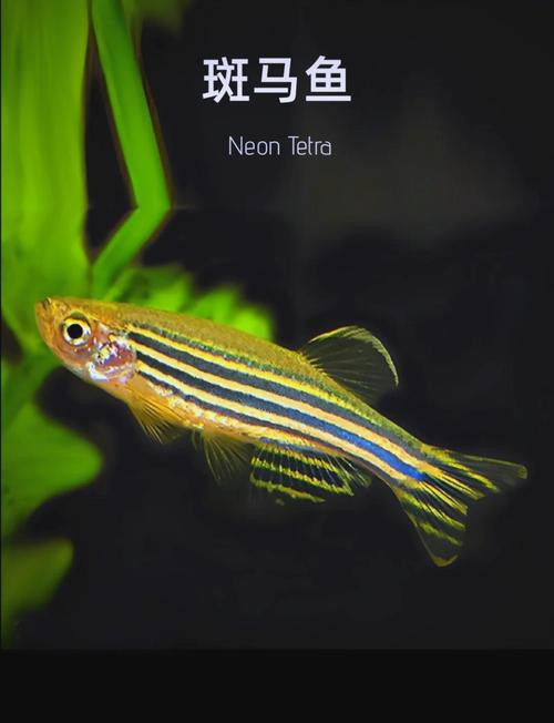 斑馬魚和龍魚能混養嗎圖片對比大全