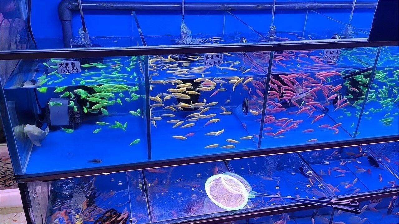 斑馬魚和龍魚能混養嗎圖片對比大全