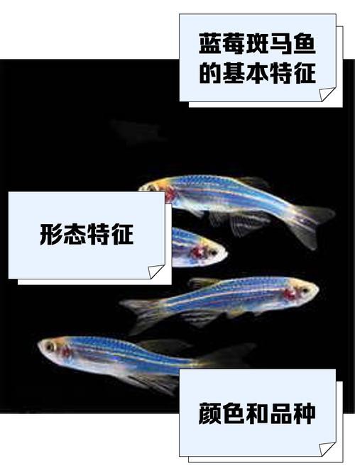 斑馬魚和龍魚能混養嗎圖片對比大全