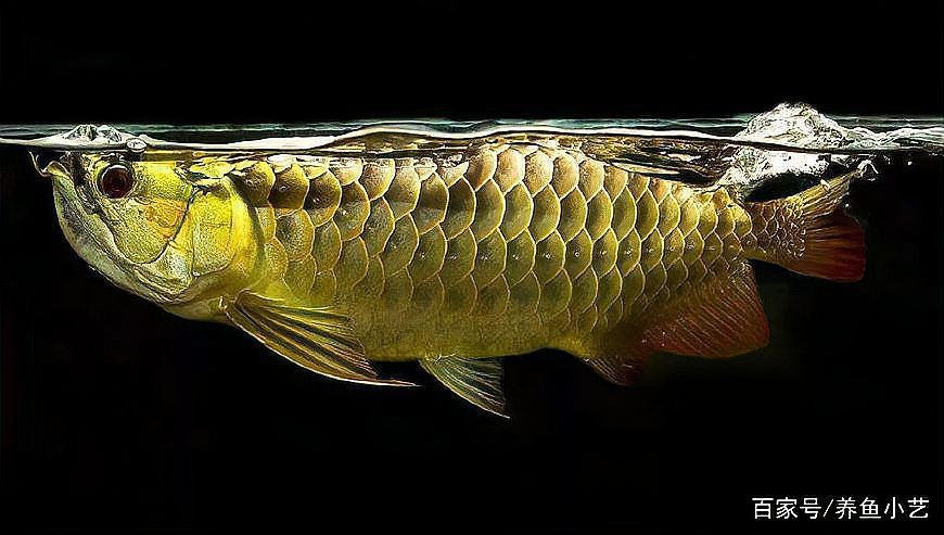 如何判斷龍魚是否開始恢復(fù)食欲？