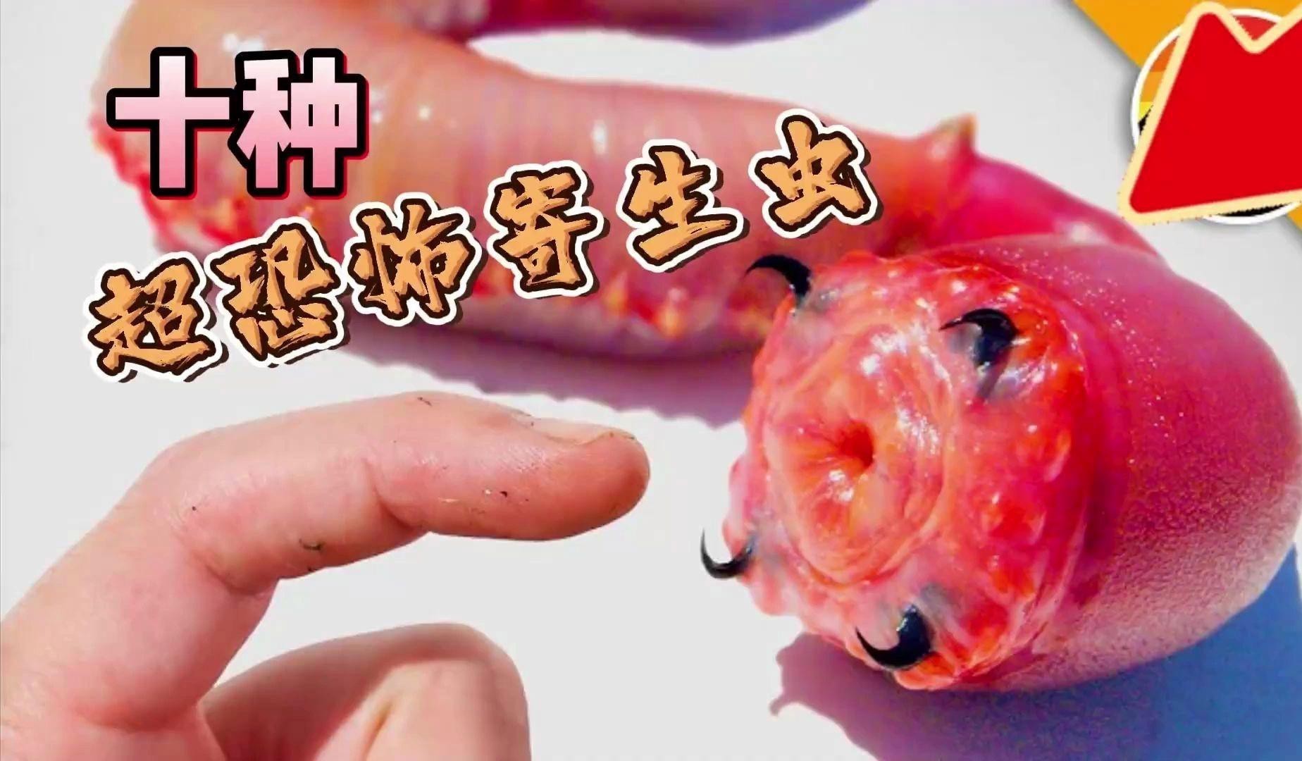 給我推薦一些龍魚寄生蟲藥物