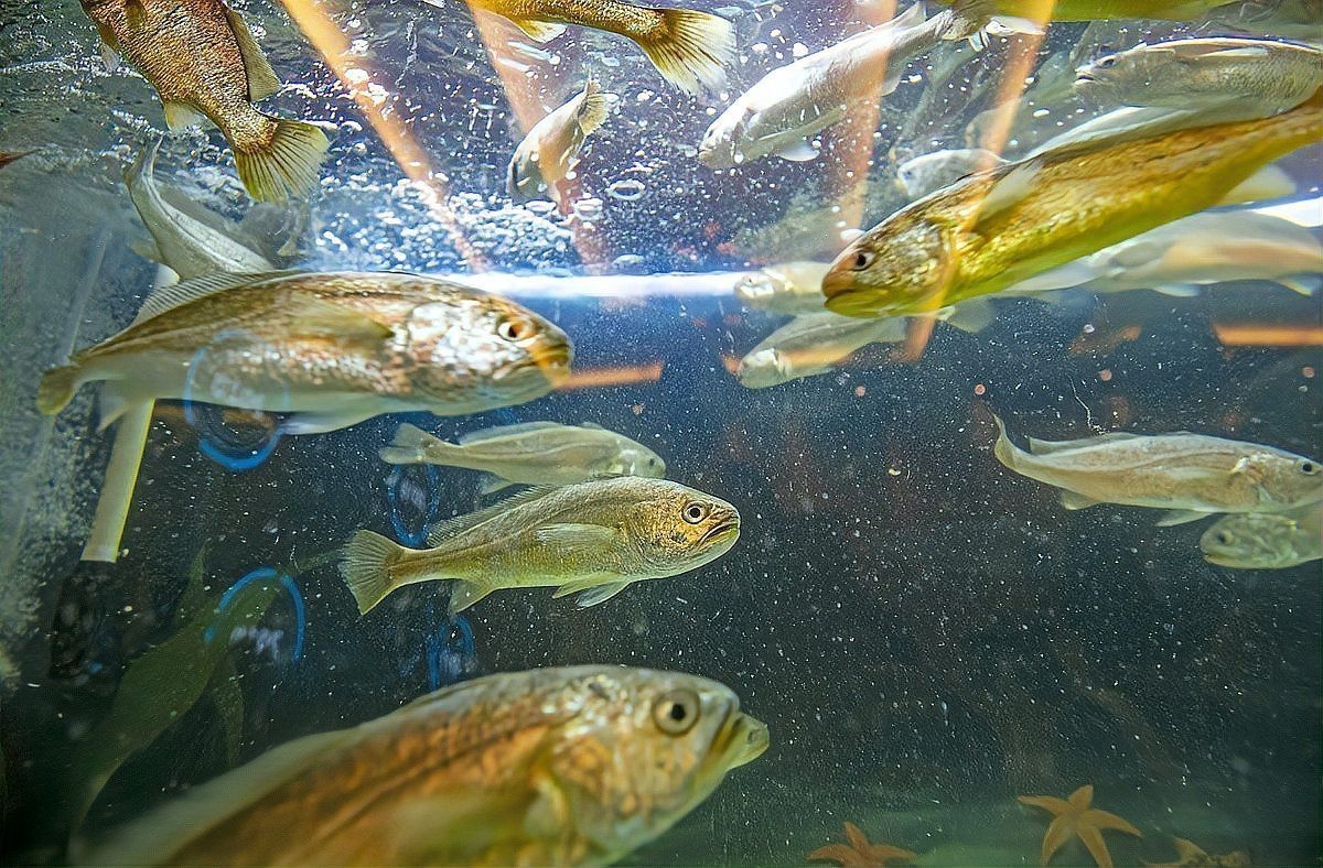 曼龍魚是原生魚嗎怎么養