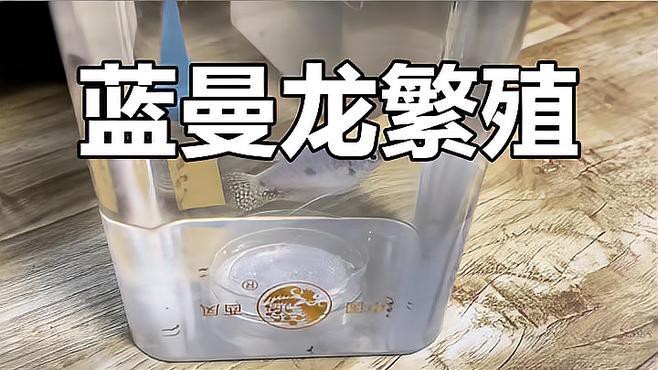 曼龍魚是原生魚嗎怎么養