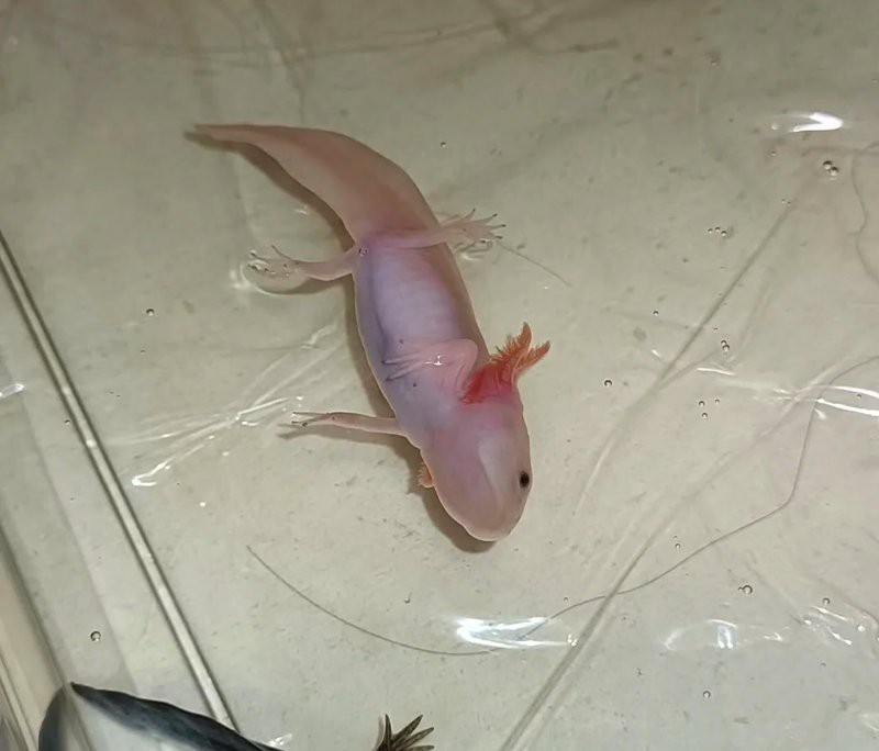 六角恐龍魚可以吃蝦嗎