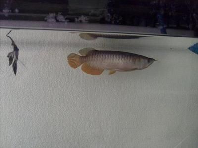 龍魚一個(gè)月長多少厘米：如何判斷龍魚的生長速度