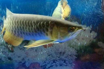 龍魚一個(gè)月長多少厘米：如何判斷龍魚的生長速度