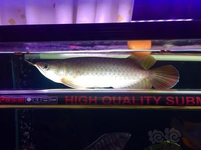 龍魚一個(gè)月長多少厘米：如何判斷龍魚的生長速度