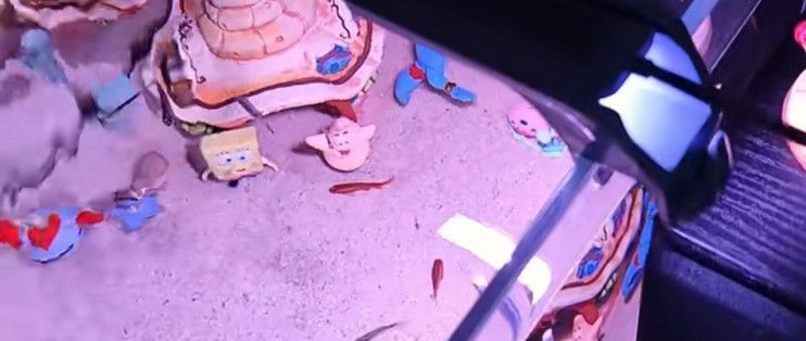 龍魚增色用什么燈：龍魚增色led燈選購技巧