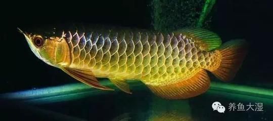 怎么讓龍魚后三鰭撐開（為了讓龍魚的后三鰭（臀鰭、背鰭、尾鰭）能夠正常撐開）