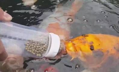 龍魚吃錦鯉飼料，錦鯉飼料與龍魚飼料的區(qū)別