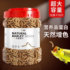 喂龍魚大麥蟲好還是面包蟲好：喂食龍魚大麥蟲好還是面包蟲好