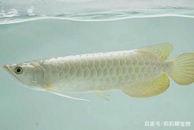 龍魚身體上粘有白色物體是什么：龍魚身體上出現(xiàn)白色物體可能由多種原因引起的搜索結(jié)果