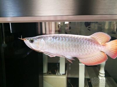 龍魚身體上粘有白色物體是什么：龍魚身體上出現(xiàn)白色物體可能由多種原因引起的搜索結(jié)果