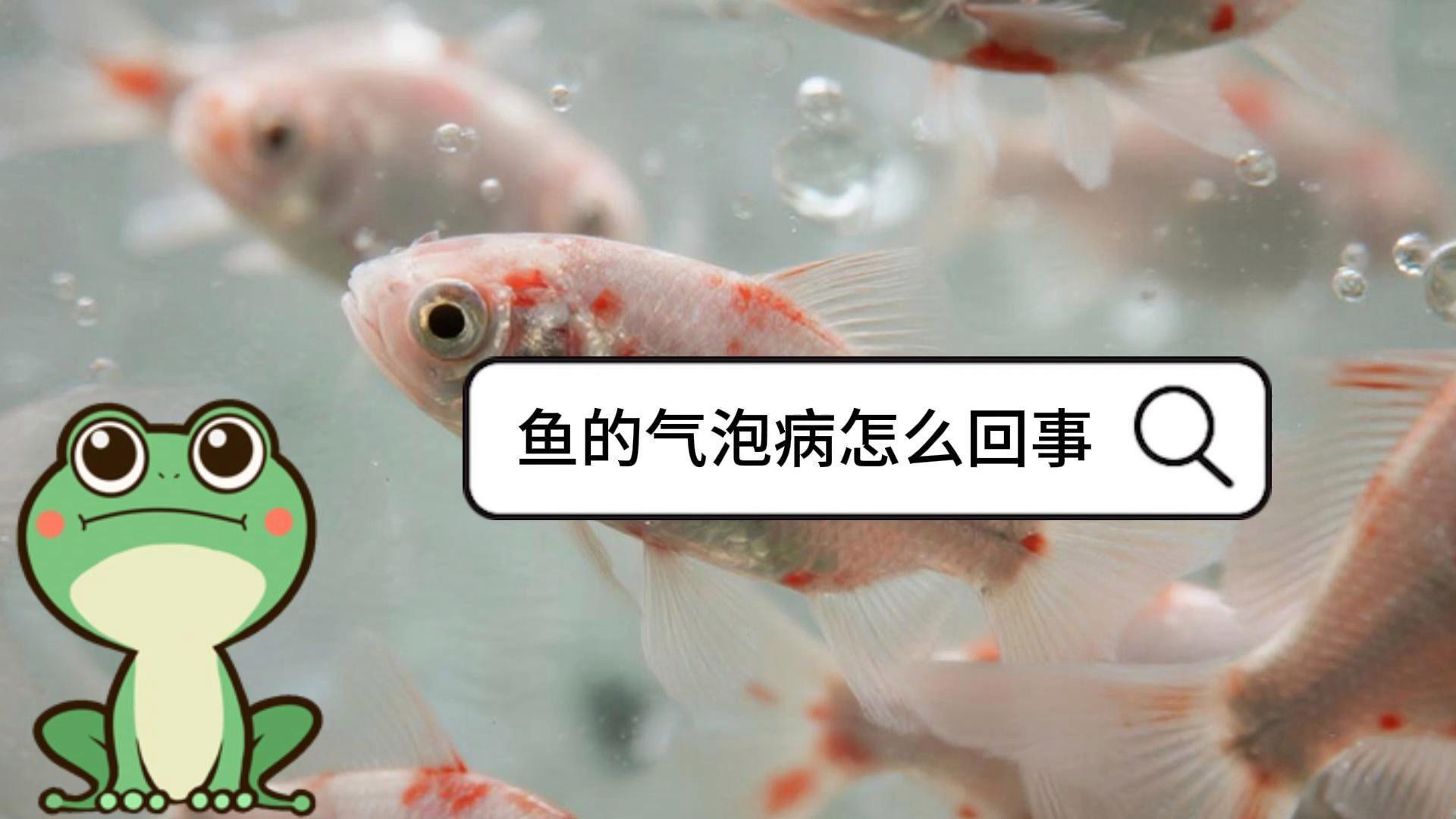 如何預防金龍魚幼體疾病？