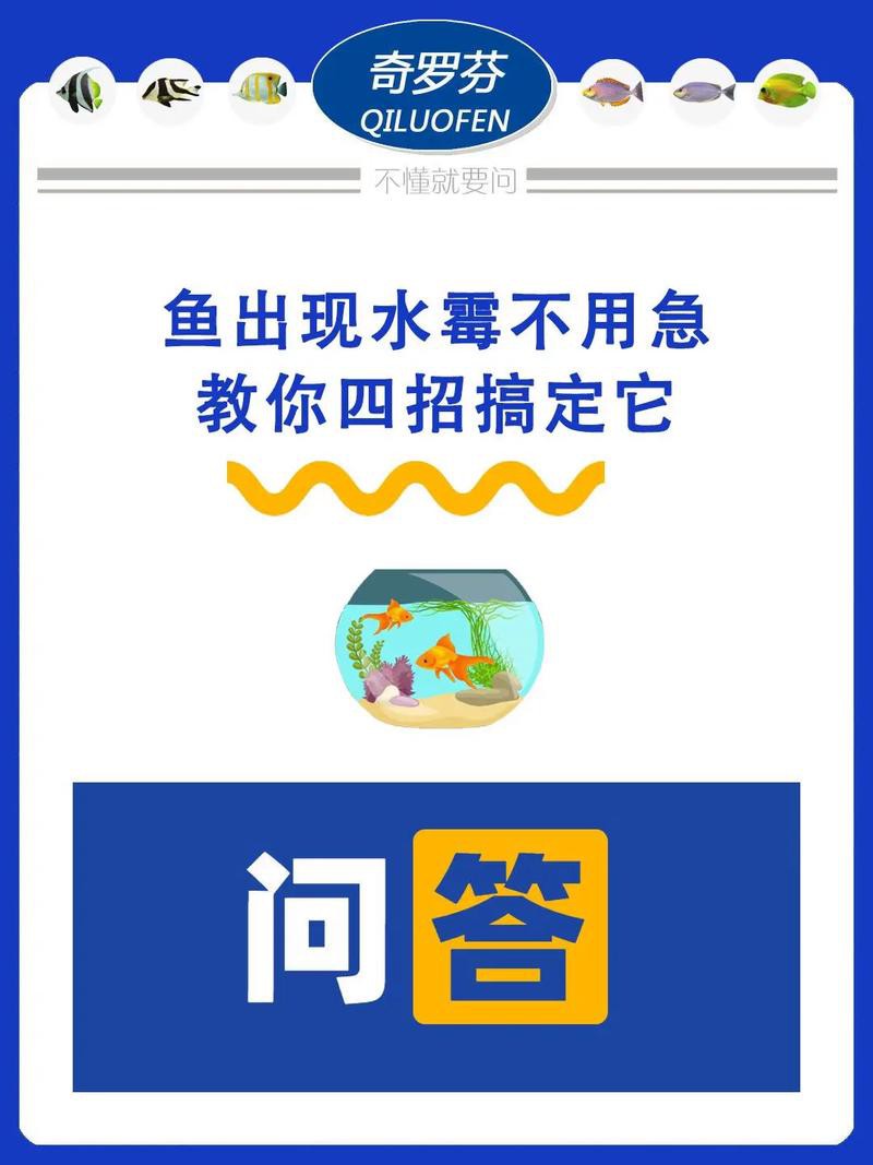 金龍魚身上長白毛怎么辦啊圖片