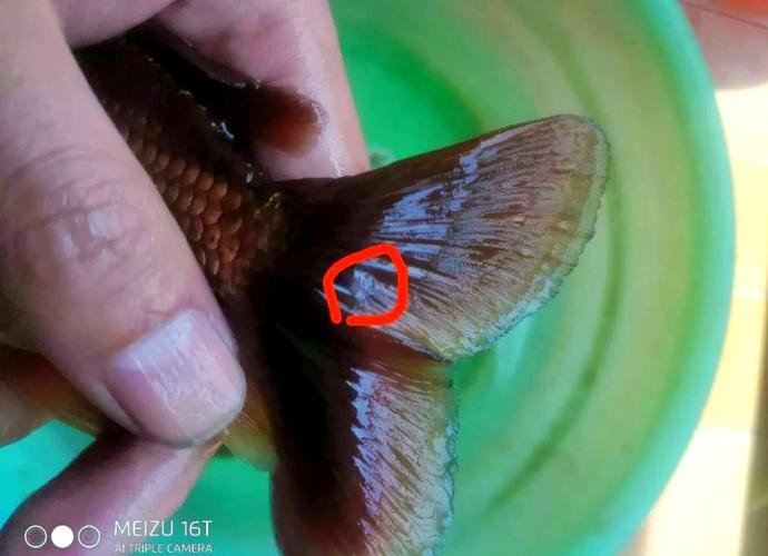 金龍魚身上長白毛怎么辦啊圖片