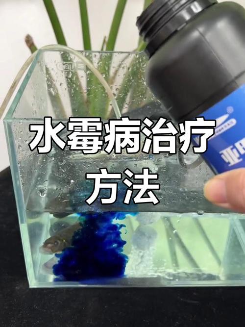 金龍魚身上長白毛怎么辦啊圖片